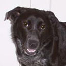 Missy was adopted in April, 2003
